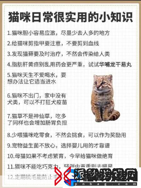 小猫咪大城市日常美容动作怎么获得